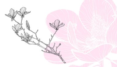 Manolya çiçekleri, vektör biçimi, elle çizilmiş ana hatlar. Düzenlemesi kolay, kullanıma hazır. Pembe bir bebekle siyah bir çiçeğin karışımı.. 