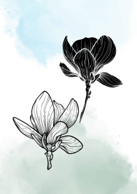 A4, manolya vektör el çizimi. Mavi ve yeşil suluboya serpiştirilmiş zarif siyah çiçekli sanat baskısı. Çevrimiçi ve yazdırma için son derece detaylı ve yüksek kalitede grafik değeri.