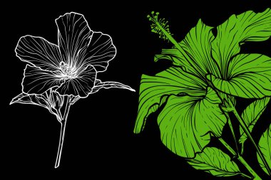 Çiçekler, vektör biçimi, el çizimi ana hatları. Düzenlemesi kolay, kullanıma hazır. Siyah arkaplanda yeşil ve beyaz bir çiçek karışımı.. 