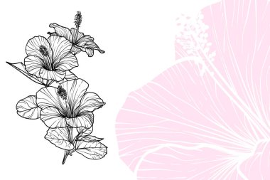 Çiçekler, vektör biçimi, el çizimi ana hatları. Düzenlemesi kolay, kullanıma hazır. Beyaz arka planda pembe ve siyah çiçeğin karışımı.. 