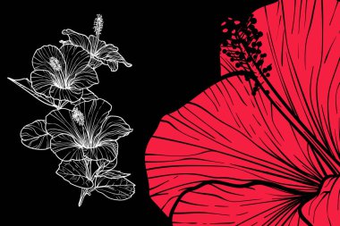 Hibiscus çiçekleri, vektör biçimi, elle çizilmiş taslak. Düzenlemesi kolay, kullanıma hazır. Siyah arka planda beyaz çiçek ve mercan karışımı bir şey.. 