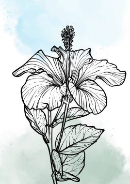 A4, A3, Hibiscus çiçek vektör eli çizimi. Mavi suluboya serpiştirilmiş zarif siyah çiçekli sanat baskısı. Çevrimiçi ve yazdırma için son derece detaylı ve yüksek kalitede grafik değeri. 