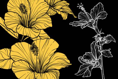 Hibiscus çiçekleri, vektör biçimi, elle çizilmiş taslak. Düzenlemesi kolay, kullanıma hazır. Siyah arkaplanda sarı ve beyaz bir çiçek karışımı.. 