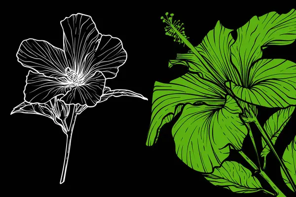 Çiçekler, vektör biçimi, el çizimi ana hatları. Düzenlemesi kolay, kullanıma hazır. Siyah arkaplanda yeşil ve beyaz bir çiçek karışımı.. 