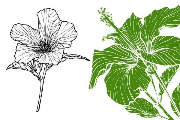 Çiçekler, vektör biçimi, el çizimi ana hatları. Düzenlemesi kolay, kullanıma hazır. Beyaz arkaplanda yeşil ve siyah çiçeğin karışımı.. 