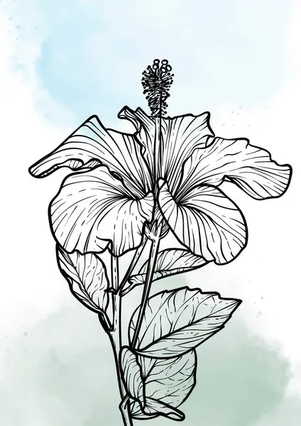 A4, A3, Hibiscus çiçek vektör eli çizimi. Mavi suluboya serpiştirilmiş zarif siyah çiçekli sanat baskısı. Çevrimiçi ve yazdırma için son derece detaylı ve yüksek kalitede grafik değeri. 