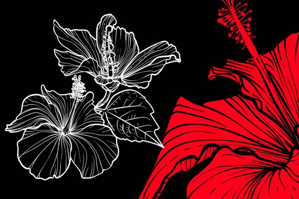 Hibiscus çiçekleri, vektör biçimi, elle çizilmiş taslak. Düzenlemesi kolay, kullanıma hazır. Siyah arkaplanda kırmızı ve beyaz bir çiçek karışımı.. 