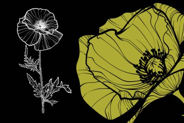 Gelincik çiçekleri, vektör formatı, el çizimi taslak. Düzenlemesi kolay, kullanıma hazır. Siyah arkaplanda yeşil ve beyaz bir çiçek karışımı.. 