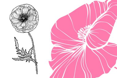 Gelincik çiçekleri, vektör formatı, el çizimi taslak. Düzenlemesi kolay, kullanıma hazır. Beyaz arka planda pembe ve siyah çiçeğin karışımı.. 