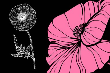 Haşhaş çiçekleri, vektör biçimi, elle çizilmiş taslak. Düzenlemesi kolay, kullanıma hazır. Siyah arka planda pembe ve beyaz bir çiçek karışımı.. 