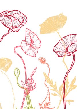 A4, A3, haşhaş buketi vektör el çizimi. Zarif çizgili sanat eserleri kırmızı ve sarı yaz çiçekleri. Çevrimiçi ve yazdırma için son derece detaylı ve yüksek kalitede grafik değeri. 