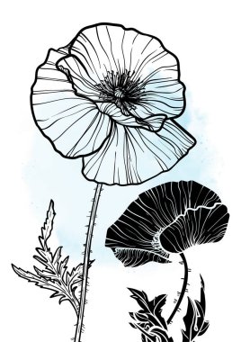 A4, A3, haşhaş buketi vektör el çizimi. Suluboya serpiştirilmiş zarif siyah çiçekli sanat baskısı. Çevrimiçi ve yazdırma için son derece detaylı ve yüksek kalitede grafik değeri. 