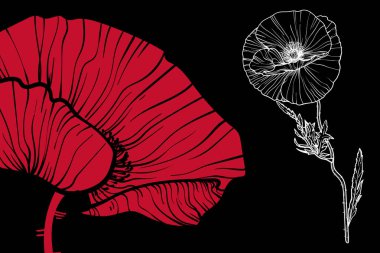 Haşhaş çiçekleri, vektör biçimi, elle çizilmiş taslak. Düzenlemesi kolay, kullanıma hazır. Siyah arkaplanda sarı ve beyaz bir çiçek karışımı.. 