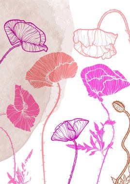 A4, A3, haşhaş buketi vektör el çizimi. Bej bir suluboya serpintisi üzerinde zarif pembe çiçekler olan sanat baskısı. Çevrimiçi ve yazdırma için son derece detaylı ve yüksek kalitede grafik değeri. 