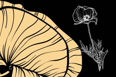 Haşhaş çiçekleri, vektör biçimi, elle çizilmiş taslak. Düzenlemesi kolay, kullanıma hazır. Siyah arkaplanda sarı ve beyaz bir çiçek karışımı.. 