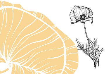 Haşhaş çiçekleri, vektör biçimi, elle çizilmiş taslak. Düzenlemesi kolay, kullanıma hazır. Beyaz arka planda sarı ve siyah çiçeğin karışımı.. 