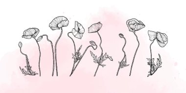 Çiçek ve yaprakların siyah çizgili olduğu soyut çiçek arkaplanı. El yapımı haşhaş suluboya arka plan. Kart, pankart, davetiye, reklam ve paketlemenin vektör tasarımı