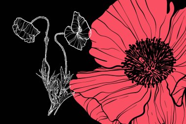 Gelincik çiçekleri, vektör formatı, el çizimi taslak. Düzenlemesi kolay, kullanıma hazır. Siyah arka planda beyaz çiçek ve mercan karışımı bir şey.. 