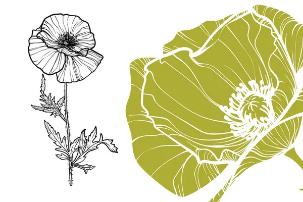 Gelincik çiçekleri, vektör formatı, el çizimi taslak. Düzenlemesi kolay, kullanıma hazır. Beyaz arkaplanda yeşil ve siyah çiçeğin karışımı.. 