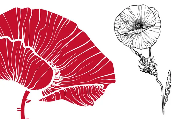 Haşhaş çiçekleri, vektör biçimi, elle çizilmiş taslak. Düzenlemesi kolay, kullanıma hazır. Beyaz arkaplanda kırmızı ve siyah bir çiçek karışımı.. 