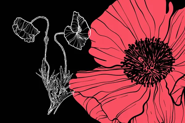 Gelincik çiçekleri, vektör formatı, el çizimi taslak. Düzenlemesi kolay, kullanıma hazır. Siyah arka planda beyaz çiçek ve mercan karışımı bir şey.. 