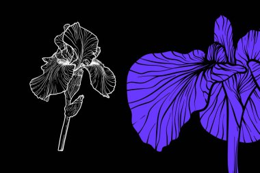 İris çiçekleri, vektör biçimi, el çizimi taslak. Düzenlemesi kolay, kullanıma hazır. Siyah arka planda beyaz çiçek ve çivit karışımı bir şey.. 