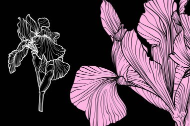 İris çiçekleri, vektör biçimi, el çizimi taslak. Düzenlemesi kolay, kullanıma hazır. Siyah arka planda pembe ve beyaz bir çiçek karışımı.. 