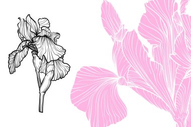 İris çiçekleri, vektör biçimi, el çizimi taslak. Düzenlemesi kolay, kullanıma hazır. Beyaz arka planda menekşe ve siyah çiçek karışımı.. 