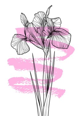 A4, A3 haşhaş çizgili el çizimi çizimi çizimi. Siyah iris çiçekli sanat baskısı ve pembe bir çizim işareti. Çevrimiçi ve yazdırma için son derece detaylı ve yüksek kalitede grafik değeri.