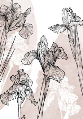 A4, A3, iris çiçeği vektör el çizimi. Bej bir suluboya serpintisi üzerinde zarif siyah çiçekler olan sanat baskısı. Çevrimiçi ve yazdırma için son derece detaylı ve yüksek kalitede grafik değeri. 