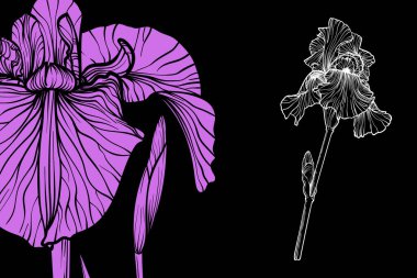 İris çiçekleri, vektör biçimi, el çizimi taslak. Düzenlemesi kolay, kullanıma hazır. Siyah arka planda bir menekşe ve beyaz çiçek karışımı.. 
