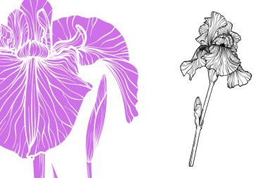 İris çiçekleri, vektör biçimi, el çizimi taslak. Düzenlemesi kolay, kullanıma hazır. Beyaz arka planda menekşe ve siyah çiçek karışımı.. 
