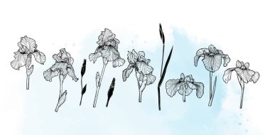 Siyah gelincik çiçekleri ve yaprakları olan soyut çiçek arkaplanı. El çizimi açık mavi suluboya çerçeve, sınır. Kart, pankart, davetiye, reklam ve paketlemenin vektör tasarımı