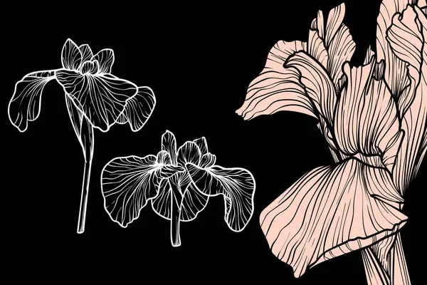 İris çiçekleri, vektör biçimi, el çizimi taslak. Düzenlemesi kolay, kullanıma hazır. Siyah arka planda bej ve beyaz çiçeğin karışımı.. 