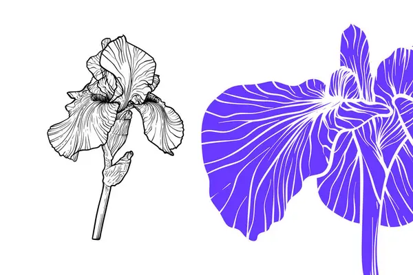 İris çiçekleri, vektör biçimi, el çizimi taslak. Düzenlemesi kolay, kullanıma hazır. Beyaz arka planda bir çivit ile siyah bir çiçek karışımı.. 
