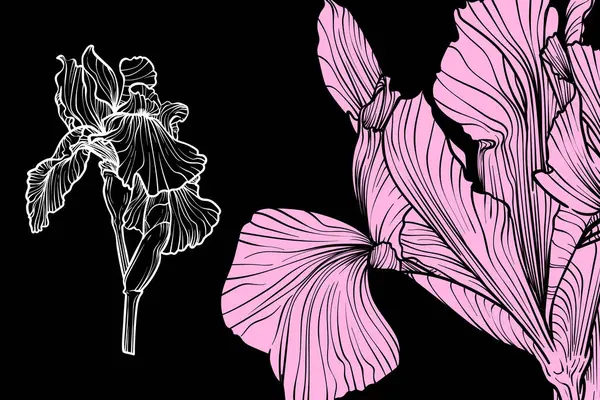 İris çiçekleri, vektör biçimi, el çizimi taslak. Düzenlemesi kolay, kullanıma hazır. Siyah arka planda pembe ve beyaz bir çiçek karışımı.. 