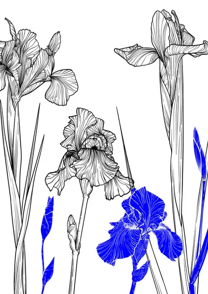 A4, A3 haşhaş çizgili el çizimi çizimi çizimi. Çizgi çizgisi olan A4 Sanat baskısı mavi tonlu siyah iris çiçeği. Çevrimiçi ve yazdırma için son derece detaylı ve yüksek kalitede grafik değeri.