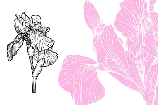 İris çiçekleri, vektör biçimi, el çizimi taslak. Düzenlemesi kolay, kullanıma hazır. Beyaz arka planda menekşe ve siyah çiçek karışımı.. 