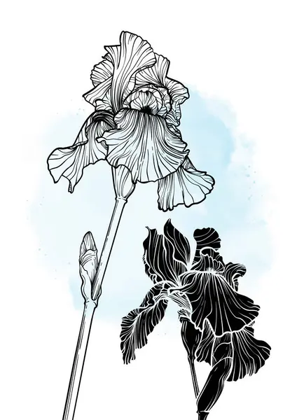 A4, A3, iris çiçek vektör eli çizimi. Mavi suluboya serpiştirilmiş zarif siyah çiçekli sanat baskısı. Çevrimiçi ve yazdırma için son derece detaylı ve yüksek kalitede grafik değeri. 