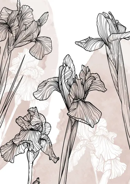 A4, A3, iris çiçeği vektör el çizimi. Bej bir suluboya serpintisi üzerinde zarif siyah çiçekler olan sanat baskısı. Çevrimiçi ve yazdırma için son derece detaylı ve yüksek kalitede grafik değeri. 