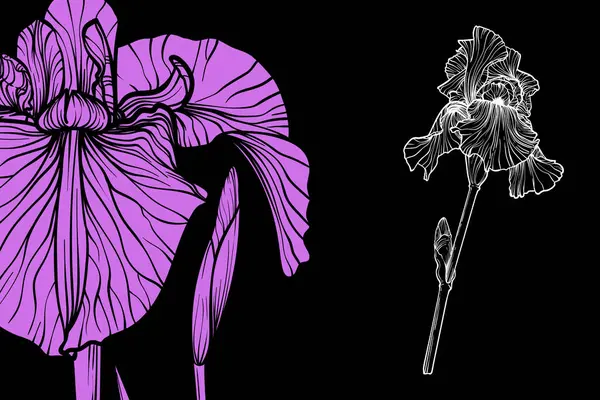 İris çiçekleri, vektör biçimi, el çizimi taslak. Düzenlemesi kolay, kullanıma hazır. Siyah arka planda bir menekşe ve beyaz çiçek karışımı.. 