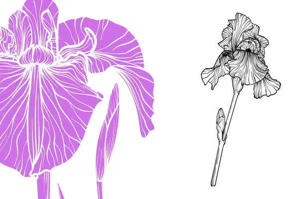 İris çiçekleri, vektör biçimi, el çizimi taslak. Düzenlemesi kolay, kullanıma hazır. Beyaz arka planda menekşe ve siyah çiçek karışımı.. 