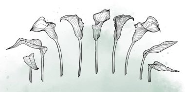 Siyah zambak çiçekleri ve yaprakları olan soyut çiçek arkaplanı. El çizimi açık yeşil suluboya çerçeve, sınır. Kart, pankart, davetiye, reklam ve paketlemenin vektör tasarımı