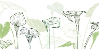 Yeşil çizgi çizgisi olan soyut çiçek arkaplanı. Zambak çiçeği ve yapraklar. El çizimi Calla çiçekleri arka plan ve şablon çerçevesi. Kart, pankart, davet ve paketlemenin vektör tasarımı