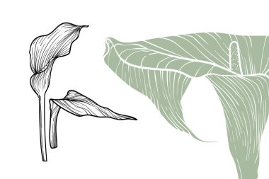 Calla Lily çiçekleri, vektör biçimi, el çizimi ana hatları. Düzenlemesi kolay, kullanıma hazır. Beyaz arka planda gri yeşil ile siyah çiçeğin karışımı..
