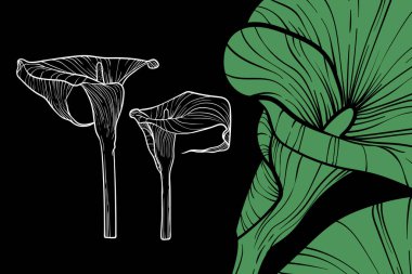 Kalla zambağı çiçekleri, vektör biçimi, el çizimi çizimi. Düzenlemesi kolay, kullanıma hazır. Siyah arkaplanda yeşil ve beyaz bir çiçek karışımı.. 