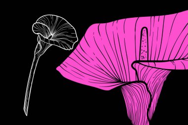 Kalla zambağı çiçekleri, vektör biçimi, el çizimi çizimi. Düzenlemesi kolay, kullanıma hazır. Siyah arka planda pembe ve beyaz bir çiçek karışımı.. 