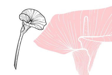 Calla Lily çiçekleri, vektör biçimi, el çizimi ana hatları. Düzenlemesi kolay, kullanıma hazır. Beyaz arka planda pembe ve siyah çiçeğin karışımı.. 