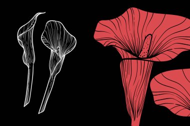 Kalla zambağı çiçekleri, vektör biçimi, el çizimi çizimi. Düzenlemesi kolay, kullanıma hazır. Siyah arkaplanda kırmızı ve beyaz bir çiçek karışımı.. 