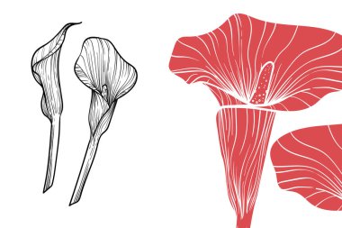 Calla Lily çiçekleri, vektör biçimi, el çizimi ana hatları. Düzenlemesi kolay, kullanıma hazır. Beyaz arkaplanda kırmızı ve siyah bir çiçek karışımı.. 